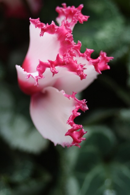温室の花　シクラメン