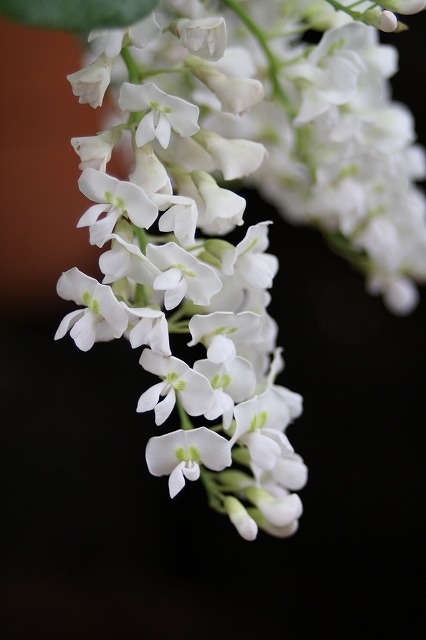 温室の花　ハーデンベルギア