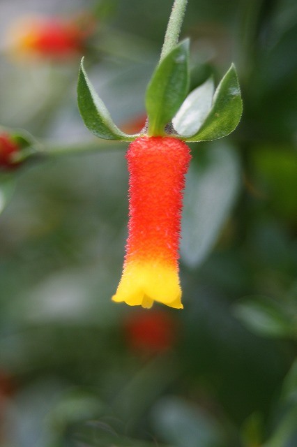 温室の花　マネツテイア