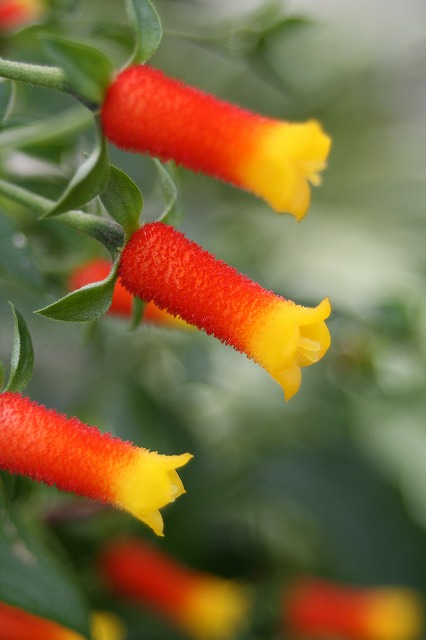 温室の花　マネツテイア