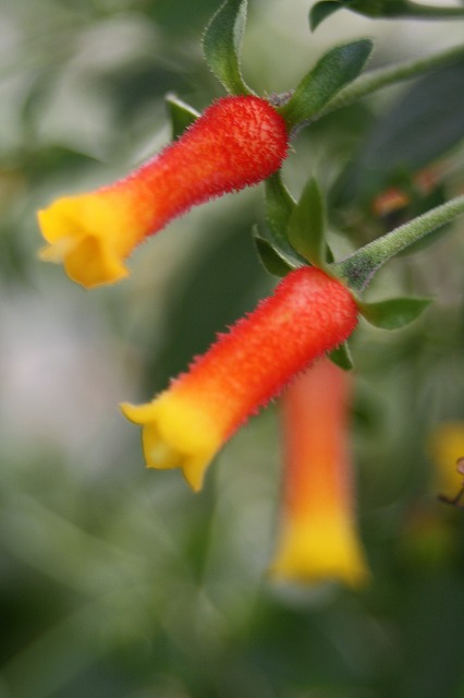 温室の花　マネツテイア