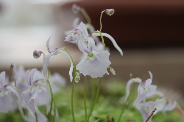 温室の花　ミミカキグサ