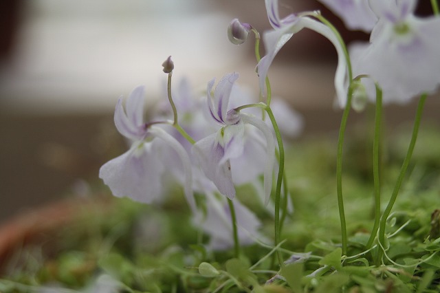 温室の花　ミミカキグサ
