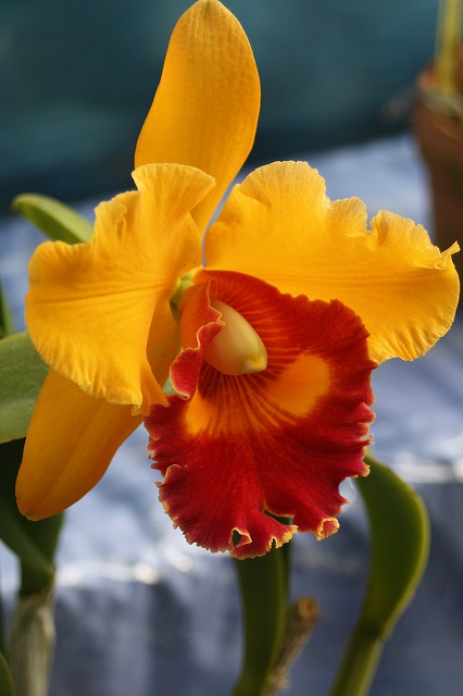 温室の花　カトレア