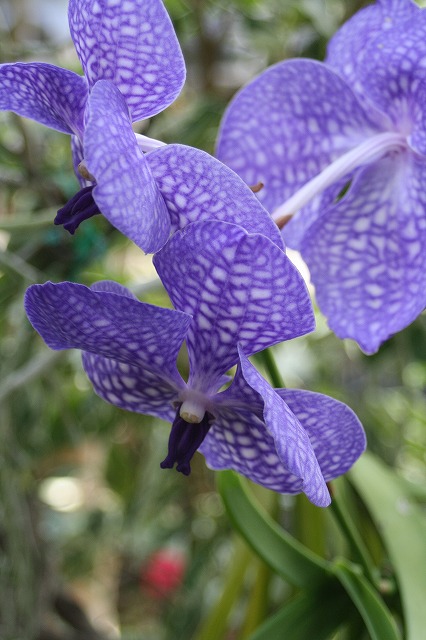温室の花　蘭