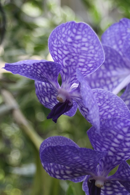 温室の花　蘭
