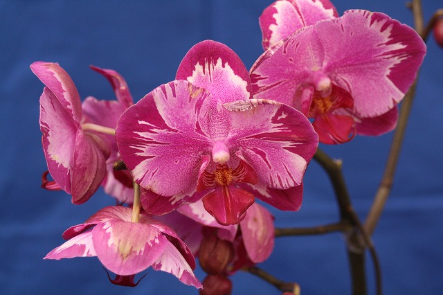 温室の花　胡蝶蘭