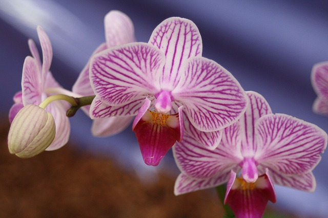 温室の花　胡蝶蘭