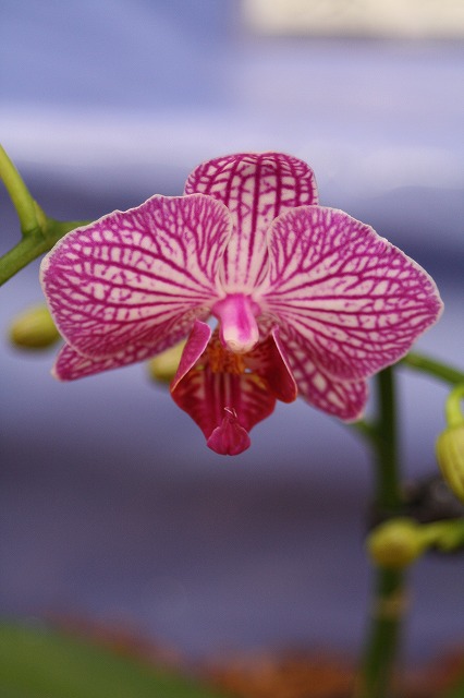 温室の花　胡蝶蘭