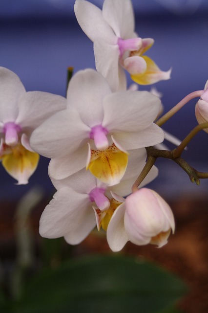 温室の花　胡蝶蘭