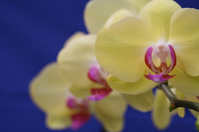 温室の花　胡蝶蘭