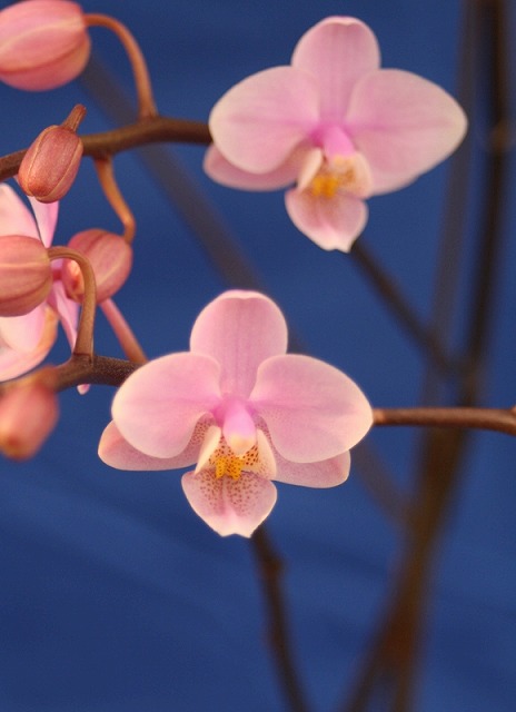 温室の花　胡蝶蘭