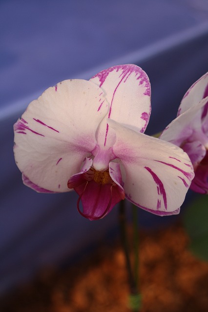 温室の花　胡蝶蘭
