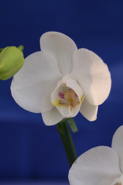 温室の花　胡蝶蘭