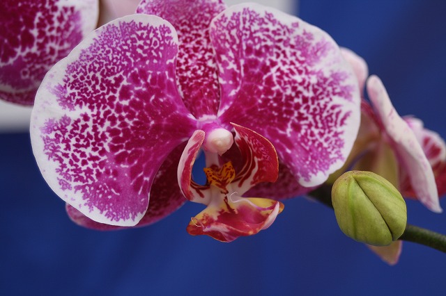 温室の花　胡蝶蘭