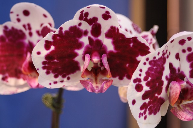 温室の花　胡蝶蘭