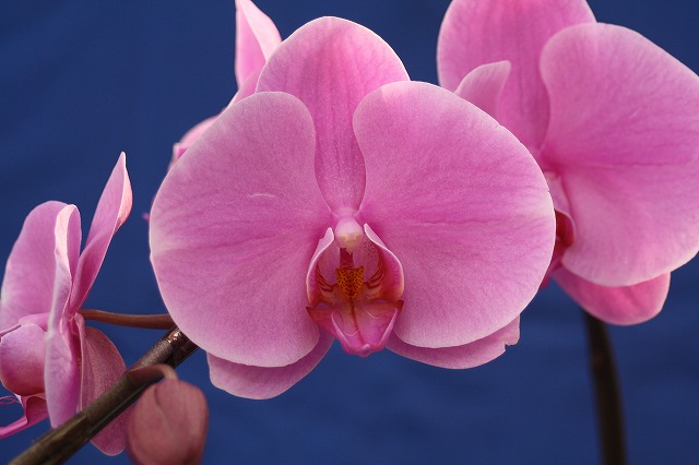 温室の花　胡蝶蘭