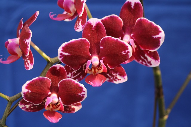 温室の花　胡蝶蘭
