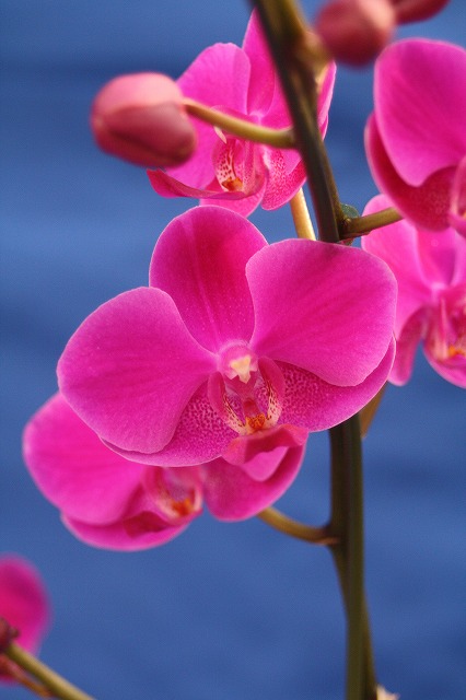 温室の花　胡蝶蘭