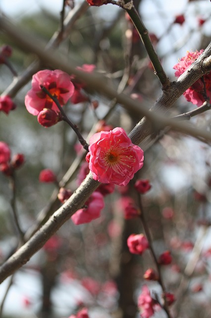 高砂市曽根天満宮の梅