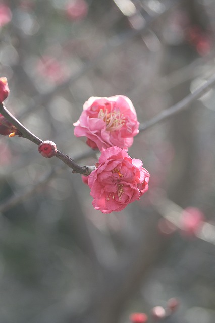 高砂市曽根天満宮の梅