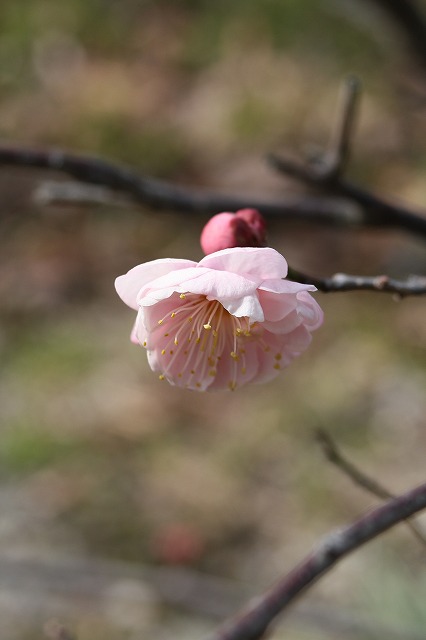 高砂市曽根天満宮の梅