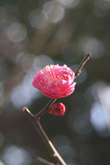 高砂市曽根天満宮の梅
