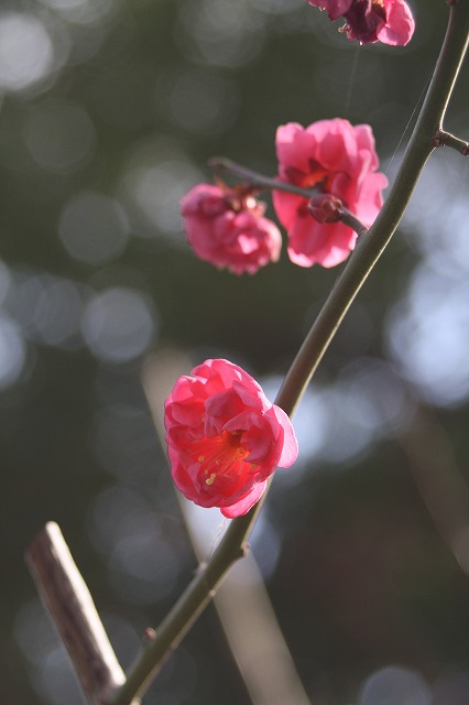 高砂市曽根天満宮の梅