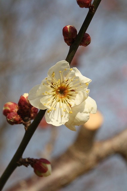 市ノ池公園　梅