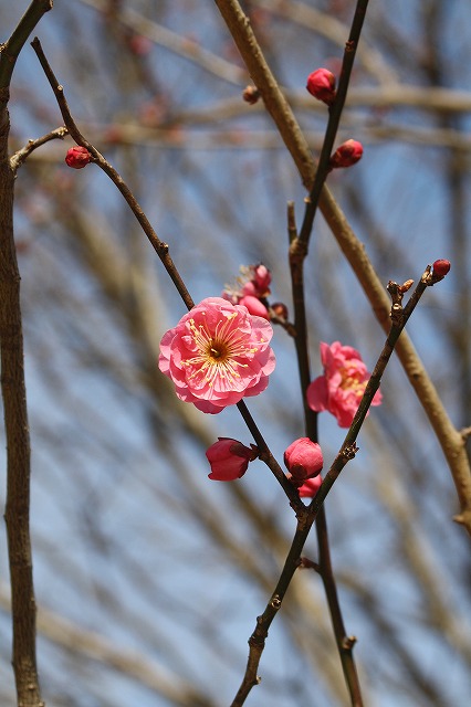 市ノ池公園　梅