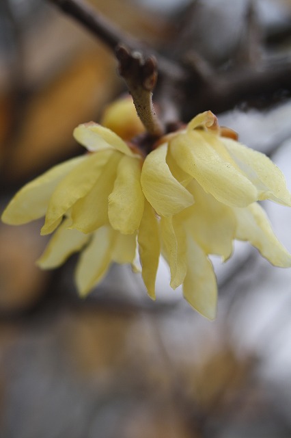 季節の花　ソシンロウバイ