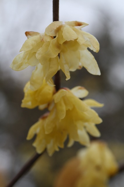 季節の花　ソシンロウバイ