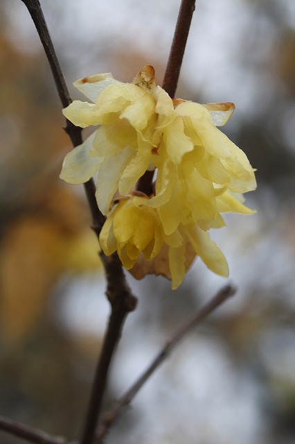 季節の花　ソシンロウバイ