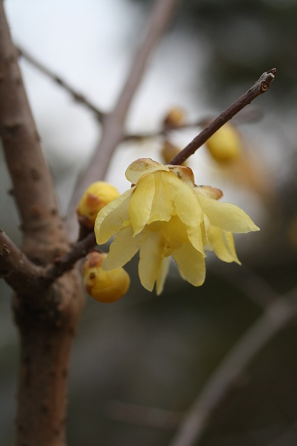 季節の花　ソシンロウバイ