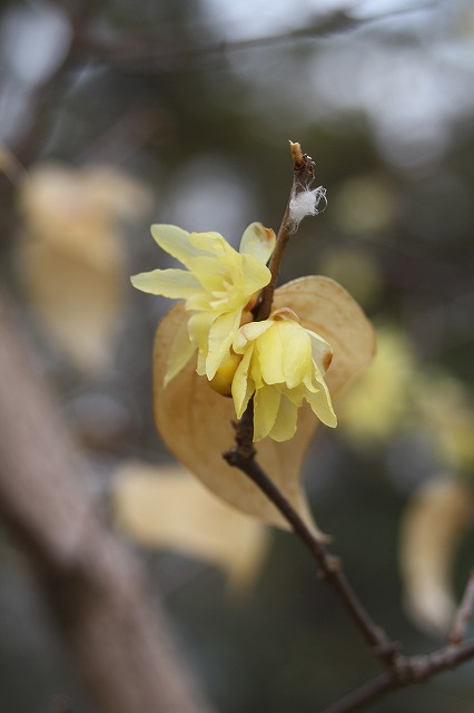 季節の花　ソシンロウバイ