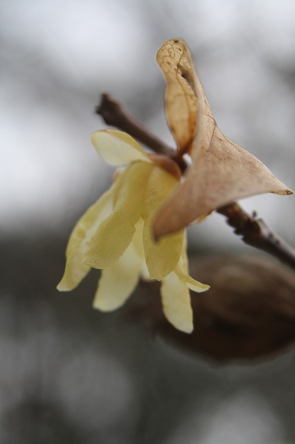 季節の花　ソシンロウバイ
