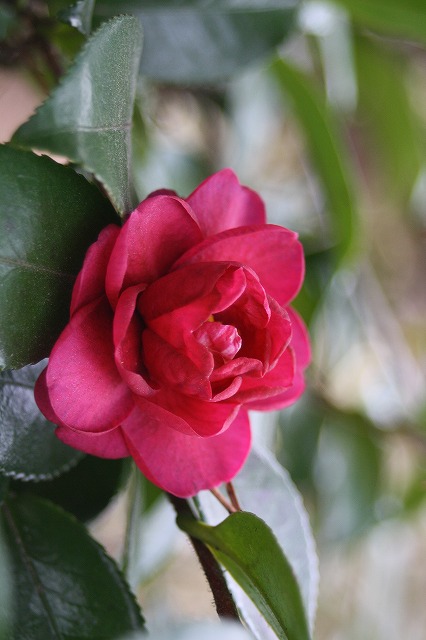 季節の花　寒椿