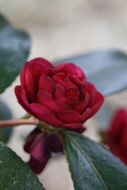 季節の花　寒椿