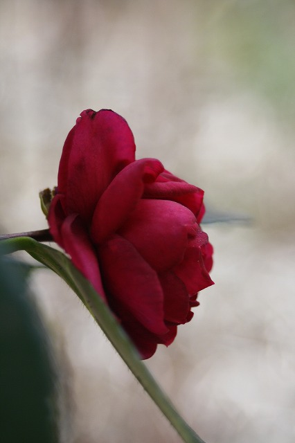 季節の花　寒椿