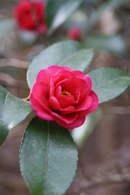 季節の花　寒椿