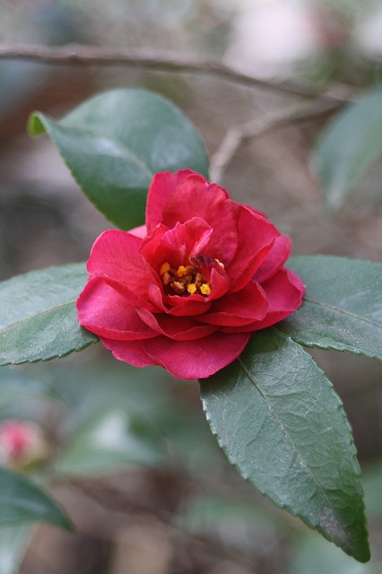 季節の花　寒椿