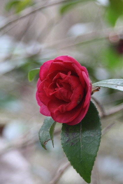 季節の花　寒椿