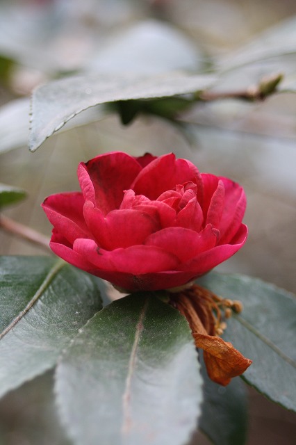 季節の花　寒椿