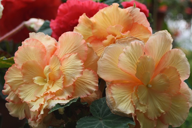 温室の花　ベゴニア