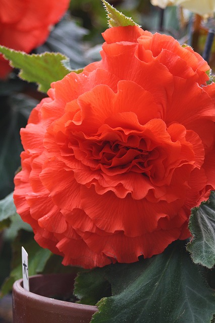温室の花　ベゴニア