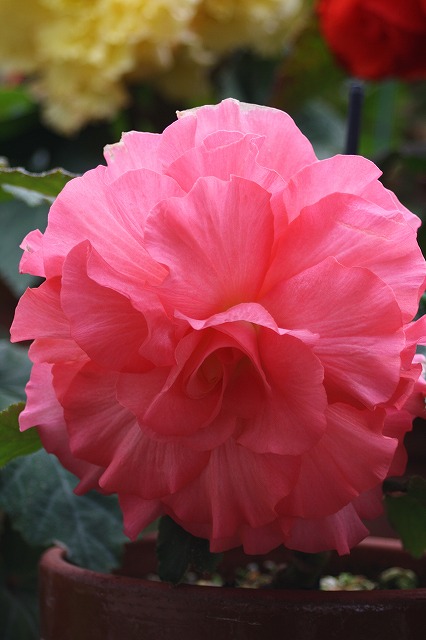 温室の花　ベゴニア