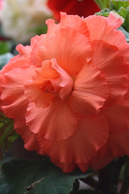 温室の花　ベゴニア