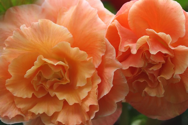 温室の花　ベゴニア