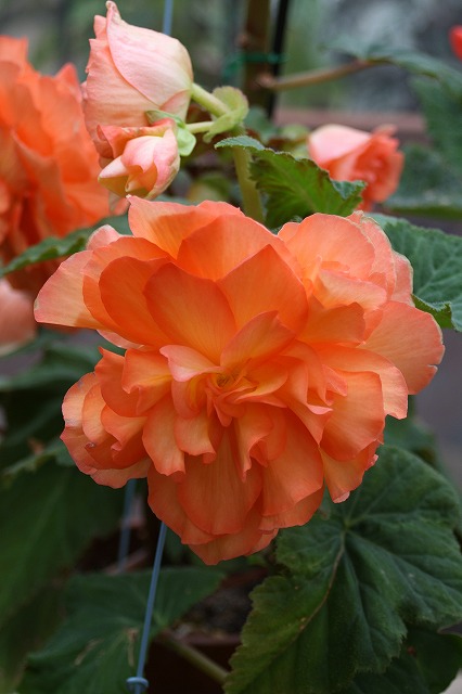 温室の花　ベゴニア