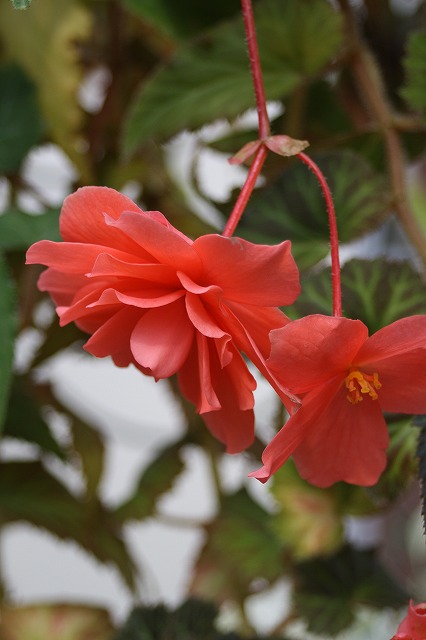 温室の花　ベゴニア